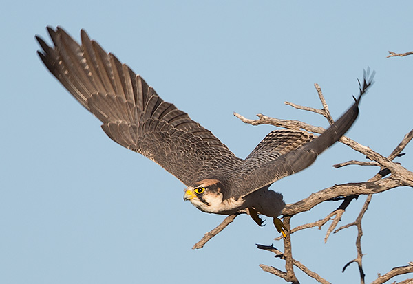 Lanner Falcon taking off